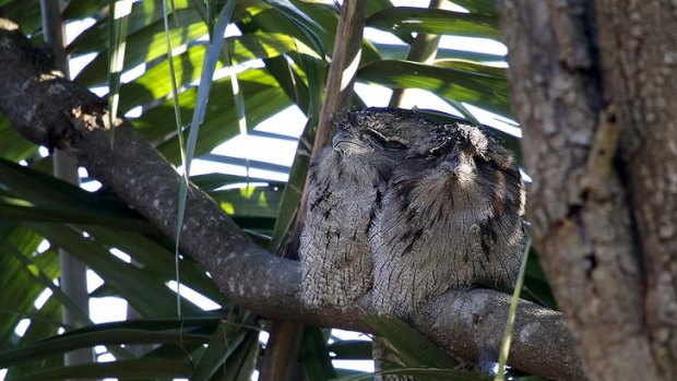 Two Frogmouths together in a Sydney tree.