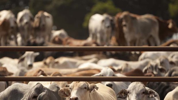 Producers have been left in limbo by the suspension of live cattle imports to Indonesia.