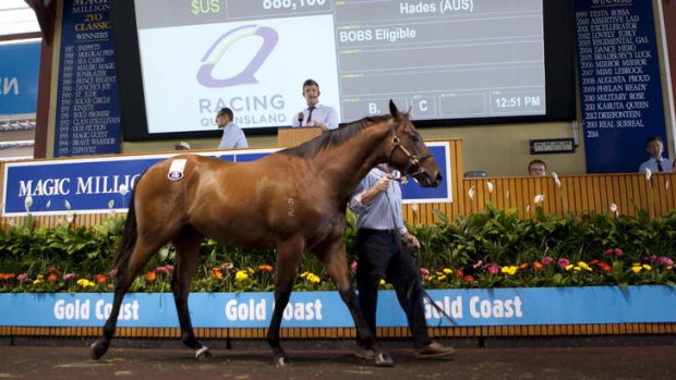 Looks a million: the colt to  be trained by Gai Waterhouse.