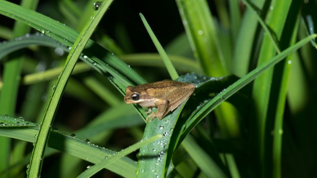 The plains brown tree frog was a part of the study.