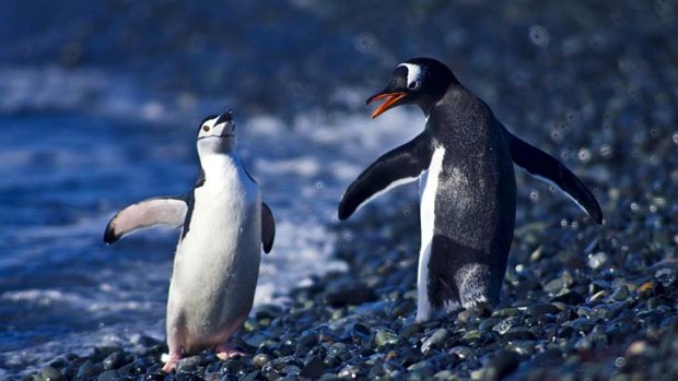 Chills and thrills ... penguins at play on Half Moon Island.