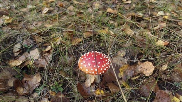 A mushroom in the forest near Novoshepelychi, an abandoned village in the Chernobyl Nuclear Power Plant exclusion zone, in Ukraine.