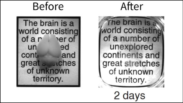 An intact adult mouse brain before and after the two-day CLARITY process.