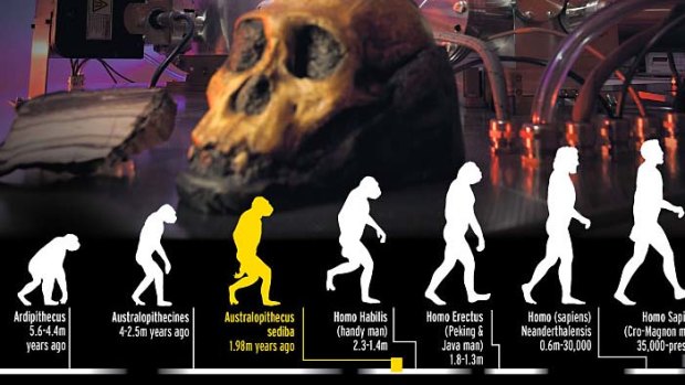 AUSTRALOPITHECUS SEDIBA: Remains of a primitive species that lived two million years ago reveal they had a mixture of ape-like and human-like features. This unique combination makes them the likely ancestor of humans.