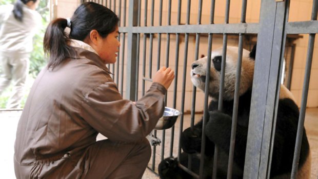 Yuan Yuan, one of the two pandas China is giving to Taiwan, is fed by a Taipei zookeeper  who has been learning how to take care of them.