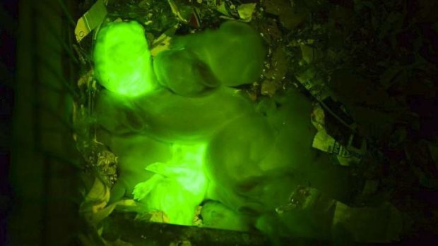 The transgenic rabbits glow green when exposed to ultraviolet light.