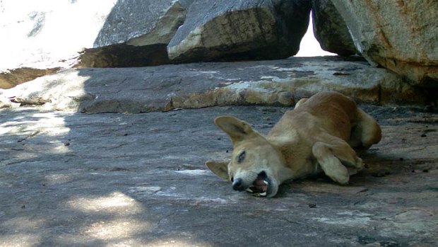 A dingo captured rolling around on the cane toad bait.