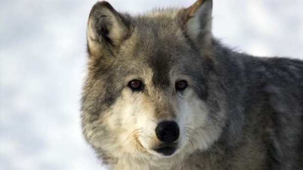 Frontier fight ... a wolf in Yellowstone.