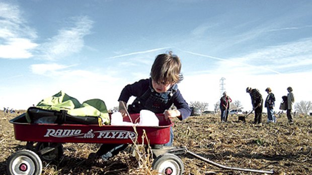Food by the wagon-load: Two-year-old Michael Delgadillo struggles with his collection of free produce gathered on the Colorado farm of Joe and Chris Miller.