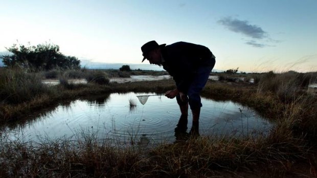 In the spring waters at Edgbaston in central Queensland, a program has begun to save the red-finned blue-eye fish from extinction.