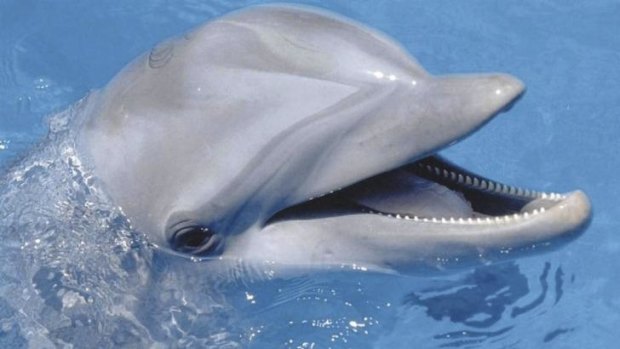 Flipper, a bottlenose dolphin, works with humans to save the environment.