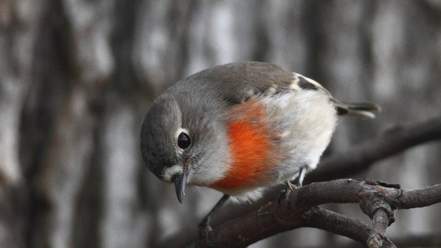 Feeding vulnerable species of birds could be hastening their demise, not helping them.