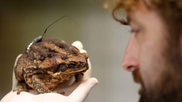 Dr Matt Greenless with a female cane toad fitted with a radio transmitter to track its movements.