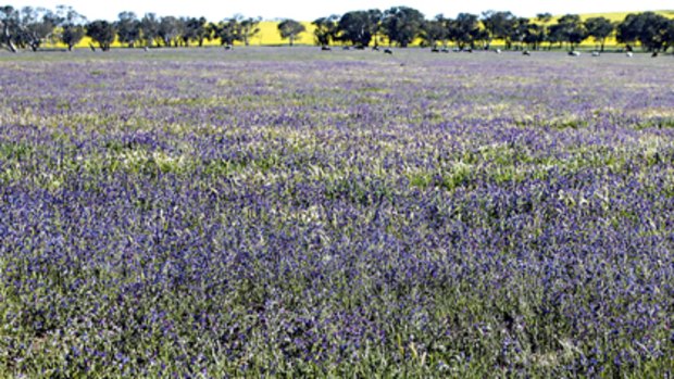 Cursed by name ... no, these purple flowers in the fields of Harden Shire are not lavender but an outbreak of the weed Paterson’s curse.