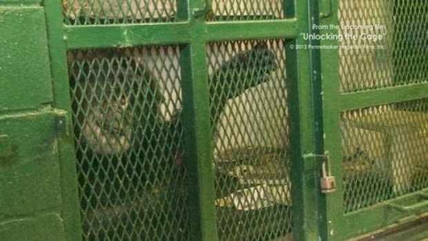 Chimp rights: Tommy the chimpanzee in his cage.