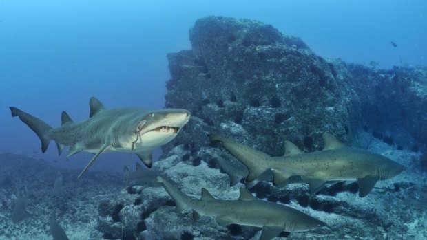 The people of Albany think there is a shark that regularly swims close to the coast and have nicknamed her 'Bronwyn'.