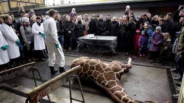 Marius, a male giraffe, lies dead before being dissected,.