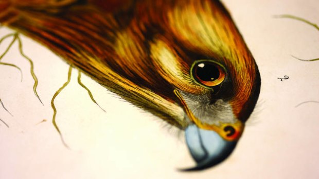 John James Audubon's red-shouldered hawk from <i>Birds of America</i>.