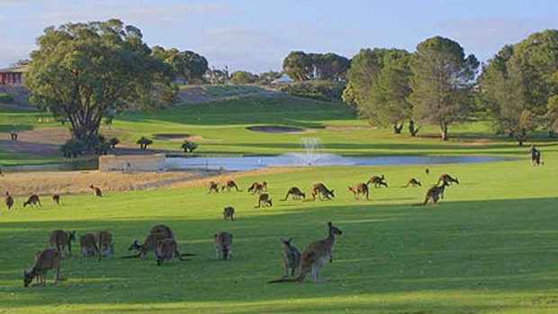 There are about 3500 kangaroos that roam Sun City Country Club in Yanchep.