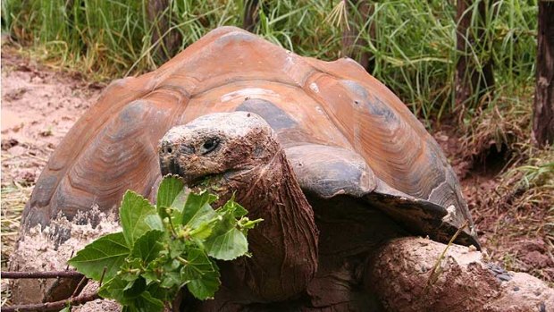 One of the two Galapagos tortoises that together consume six 53 litre-sized bins of vegetation a day.