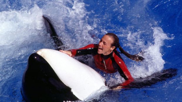 Veteran trainer Dawn Brancheau, who was killed in an orca attack at Orlando's SeaWorld.