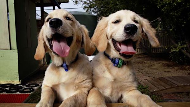 Seeing eye dogs in the making … but golden retriever puppies such as Zahra and Ziva need a genetic test to reveal if they are prone to eye problems.