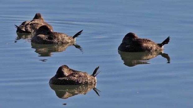 Female musk ducks at Lake Monger.