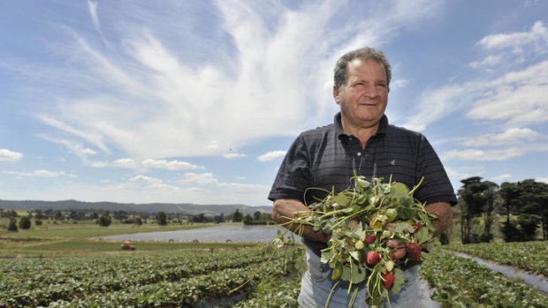 Yarra Valley strawberry farmer Sam Violi, who lost a third of his crop to storm damage.