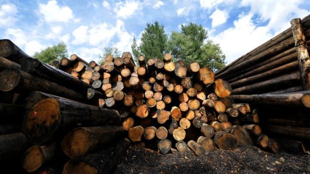 A secret report commissioned by the Brumby government found shutting down the native forest logging industry would cost up to 3000 jobs in the central highlands.