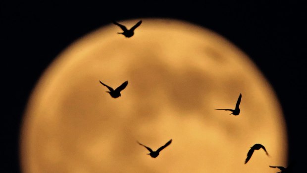 Birds are silhouetted against the rising full moon in Kansas City.