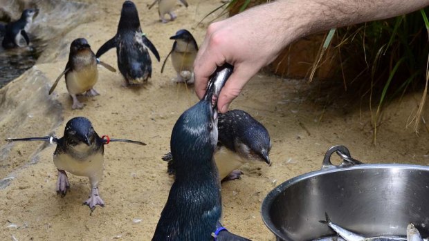 Baby penguin Tuxedo and other penguins being fed.