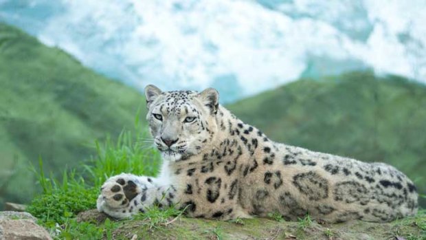 Snow Leopards are found in the wild in the rugged mountains of Afghanistan, Bhutan, China, India, Kazakhstan, the Kyrgyz Republic, Mongolia, Nepal, Pakistan, Russia, Tajikistan and Uzbekistan.