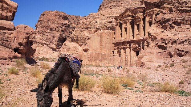 A donkey grazes outside Al Deir Monastery near Petra, Jordan.
