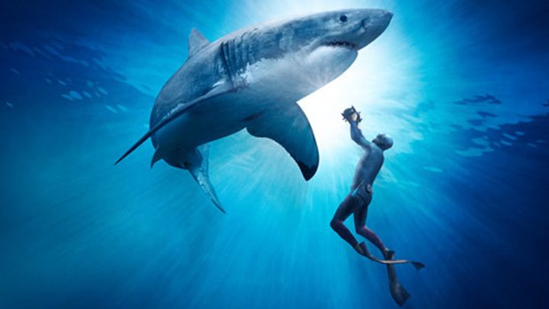 The spectre of <i>Jaws</i> is hard to shake, but <i>Great White Shark</i> is quite different.