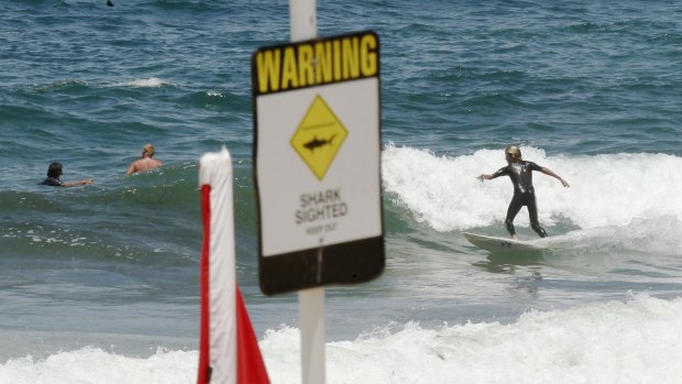Swimmers and surfers told to leave the water after a shark was spotted prowling the beach.
