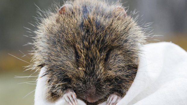 Broad-toothed rat rediscovered at the Prom