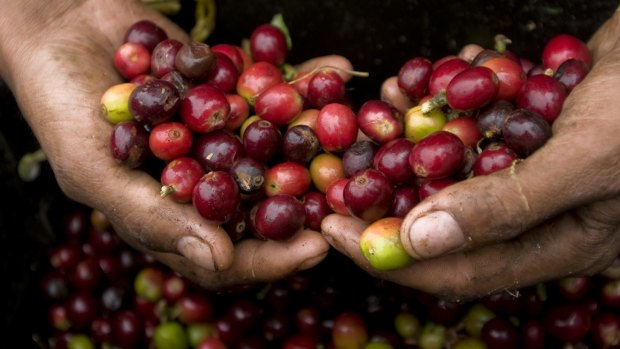 A coffee picker displays ripe, bright red coffee beans.
