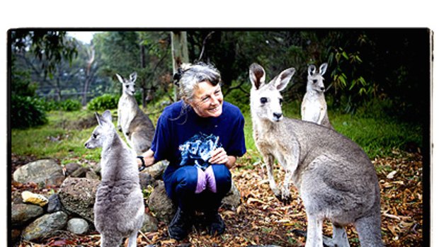 Robyn Coy surrounded by some of the kangaroos she has nursed back to health.