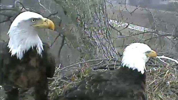 In this image taken from live streaming video provided by the Raptor Resource Project, two eagles stand over their chicks and unhatched eggs in their nest in Decorah, Iowa.