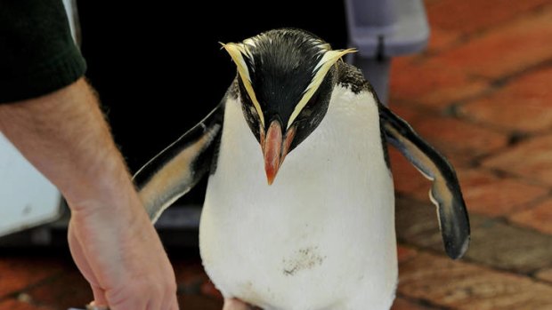 'Mr Munro' a Fiordland penguin paints its feet onto a canvas at Taronga Zoo