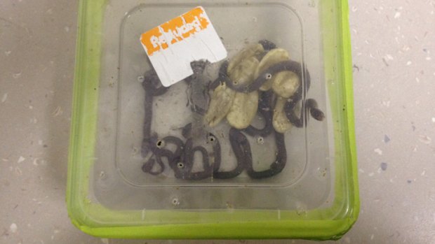 The snakes inside the tupperware container.
