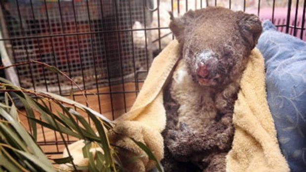 A koala recovers after being burnt in the weekend bushfires.