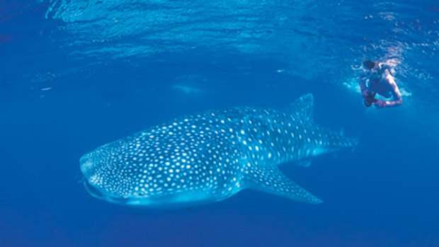 It's only middle of March but whale sharks have already been sighted near Ningaloo Reef.