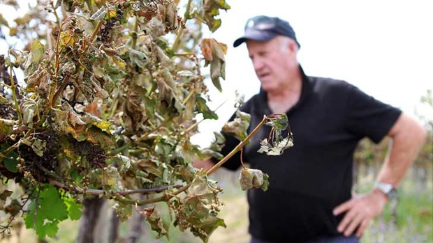 Bernie Connellan from Chinchilla Ridge Farm, Coleambally, examines his wilted vines.