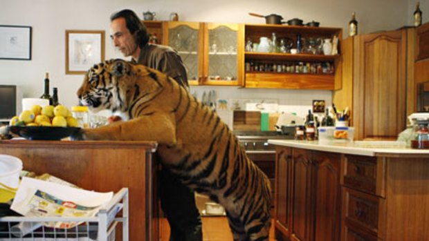 What's for dinner?... Clive Brookbanks in his kitchen with Kinway. The tiger has been getting a bit cheeky of late and last week he stole a frozen chicken from the fridge.