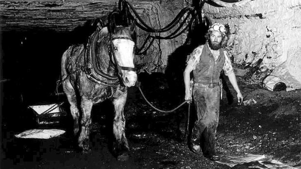 One horsepower: Australia's last pit pony at work in Collinsville, Queensland, 1986. Photo: