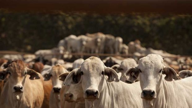 Supply chain: Up to 5000 cattle that were marked for export wait in limbo at an export yard south of Darwin.