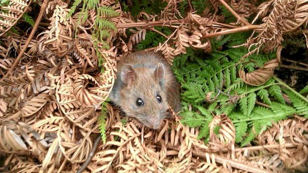 Bush rats carry a parasite long overlooked by scientists.