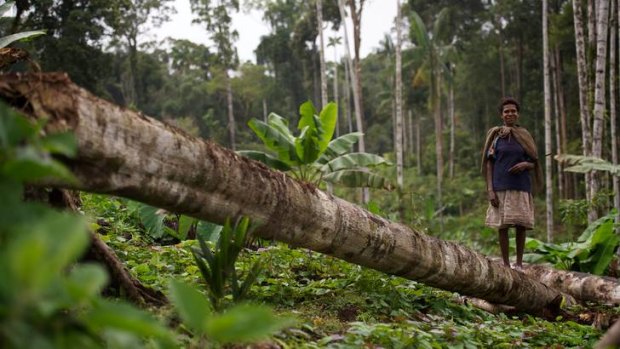 PNG log exports grew by almost 20 per cent in 2011 due mainly to logging within the leases, Greenpeace said.