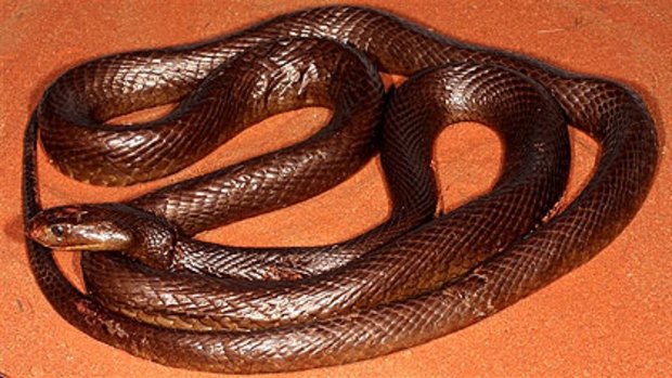 A Central Ranges taipan, one of only two ever found.